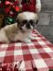 Shih Tzu Puppies for sale in Richmond, IL 60071, USA. price: NA