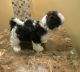 Shih Tzu Puppies for sale in West Palm Beach, FL, USA. price: $500