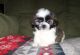Shih Tzu Puppies for sale in Peterborough, ON, Canada. price: $850