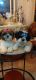 Shih Tzu Puppies for sale in Chula Vista, CA, USA. price: $525