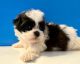 Shih Tzu Puppies for sale in Ashburnham, MA, USA. price: $1,800