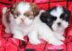 Shih Tzu Puppies for sale in Dallas, TX, USA. price: $550