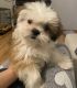 Shih Tzu Puppies for sale in Belle, MO 65013, USA. price: NA