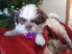 Shih Tzu Puppies for sale in Adams, MN 55909, USA. price: NA