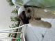 Shih Tzu Puppies for sale in Sainikpuri, Secunderabad, Telangana, India. price: 35000 INR