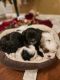 Shih Tzu Puppies for sale in McDonough, GA, USA. price: NA