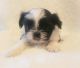 Shih Tzu Puppies for sale in Montrose, CO, USA. price: $2,500