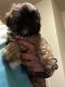 Shih Tzu Puppies for sale in Fort Collins, CO, USA. price: $1,100