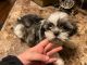 Shih Tzu Puppies for sale in Elk Point, SD 57025, USA. price: NA