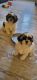 Shih Tzu Puppies for sale in J. P. Nagar, Bengaluru, Karnataka 560078, India. price: 12000 INR