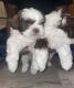 Shih Tzu Puppies for sale in Detroit, MI, USA. price: $1,200