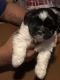 Shih Tzu Puppies for sale in Lansing, IL, USA. price: $1,000