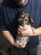 Shih Tzu Puppies for sale in Lake Havasu City, AZ, USA. price: $300