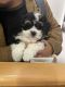 Shih Tzu Puppies for sale in Virginia Beach, VA, USA. price: $2,000