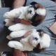 Shih Tzu Puppies for sale in Pulikeshi Nagar, Bengaluru, Karnataka, India. price: 15 INR