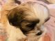 Shih Tzu Puppies for sale in Franklin, TN, USA. price: $1,500