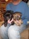 Shih Tzu Puppies for sale in Fowlerville, MI 48836, USA. price: $850