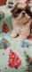 Shih Tzu Puppies for sale in N Shelton Springs Rd, Shelton, WA 98584, USA. price: $800