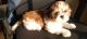 Shih Tzu Puppies for sale in Pradhikaran, Nigdi, Pimpri-Chinchwad, Maharashtra 411044, India. price: 14,000 INR