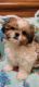 Shih Tzu Puppies for sale in N Shelton Springs Rd, Shelton, WA 98584, USA. price: NA