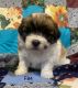 Shih Tzu Puppies for sale in Mt Pleasant, IA 52641, USA. price: $1,050