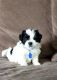 Shih Tzu Puppies for sale in San Tan Valley, AZ, USA. price: $800