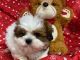 Shih Tzu Puppies for sale in Cedar Park, TX, USA. price: NA