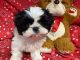 Shih Tzu Puppies for sale in Cedar Park, TX, USA. price: NA