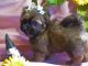 Shih Tzu Puppies for sale in Andrews, NC 28901, USA. price: $900