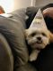 Shih Tzu Puppies for sale in Lower Burrell, PA 15068, USA. price: NA