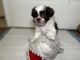 Shih Tzu Puppies for sale in UT-37, Clinton, UT, USA. price: $1,300