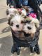 Shih Tzu Puppies for sale in Vernon, TX 76384, USA. price: NA