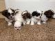 Shih Tzu Puppies for sale in 5852 Beluga Bay St, North Las Vegas, NV 89081, USA. price: NA