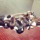 Shih Tzu Puppies for sale in HBR Layout, Bengaluru, Karnataka, India. price: 14500 INR