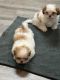 Shih Tzu Puppies for sale in Lithonia, GA 30058, USA. price: $1,000