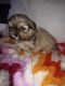 Shih Tzu Puppies for sale in Tucson, AZ, USA. price: $700