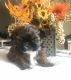 Shih Tzu Puppies for sale in Battle Ground, WA, USA. price: $1,800