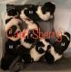 Shih Tzu Puppies for sale in Cleveland, GA 30528, USA. price: $1,200