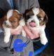 Shih Tzu Puppies for sale in Orland Park, IL, USA. price: NA