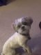 Shih Tzu Puppies for sale in Colorado Springs, CO 80922, USA. price: NA