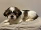 Shih Tzu Puppies for sale in Atlanta, GA, USA. price: $980