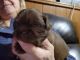 Shih Tzu Puppies for sale in Carrollton, OH 44615, USA. price: $1,500