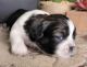 Shih Tzu Puppies for sale in Wenatchee, WA 98801, USA. price: NA