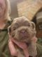 Shih Tzu Puppies for sale in Carrollton, OH 44615, USA. price: NA