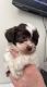 Shih Tzu Puppies for sale in College Park, GA, USA. price: $1,500
