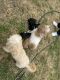 Shih Tzu Puppies for sale in 1121 Garden Gate Cir, Garland, TX 75043, USA. price: NA
