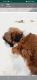 Shih Tzu Puppies for sale in Swej Farm Rd, Sunder Vihar Colony, Govindpuri, Jaipur, Rajasthan 302019, India. price: 13000 INR