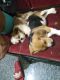 Shih Tzu Puppies for sale in Electronic City, Bengaluru, Karnataka, India. price: 20000 INR