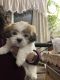 Shih Tzu Puppies for sale in Avon, OH 44011, USA. price: $1,350
