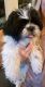 Shih Tzu Puppies for sale in Providence, UT, USA. price: $1,500